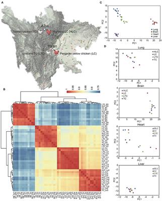 Key miRNAs and Genes in the High-Altitude Adaptation of Tibetan Chickens